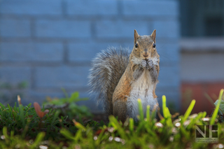 Squirrel (Florida)