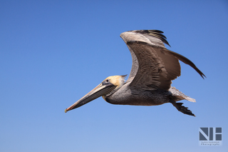 Pelikan im Flug (Florida)