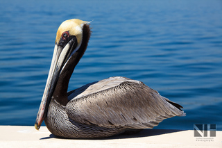 Pelikan (Florida)