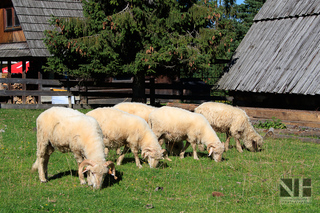 Schafe auf dem Gubalowka (Zakopane, Polen)